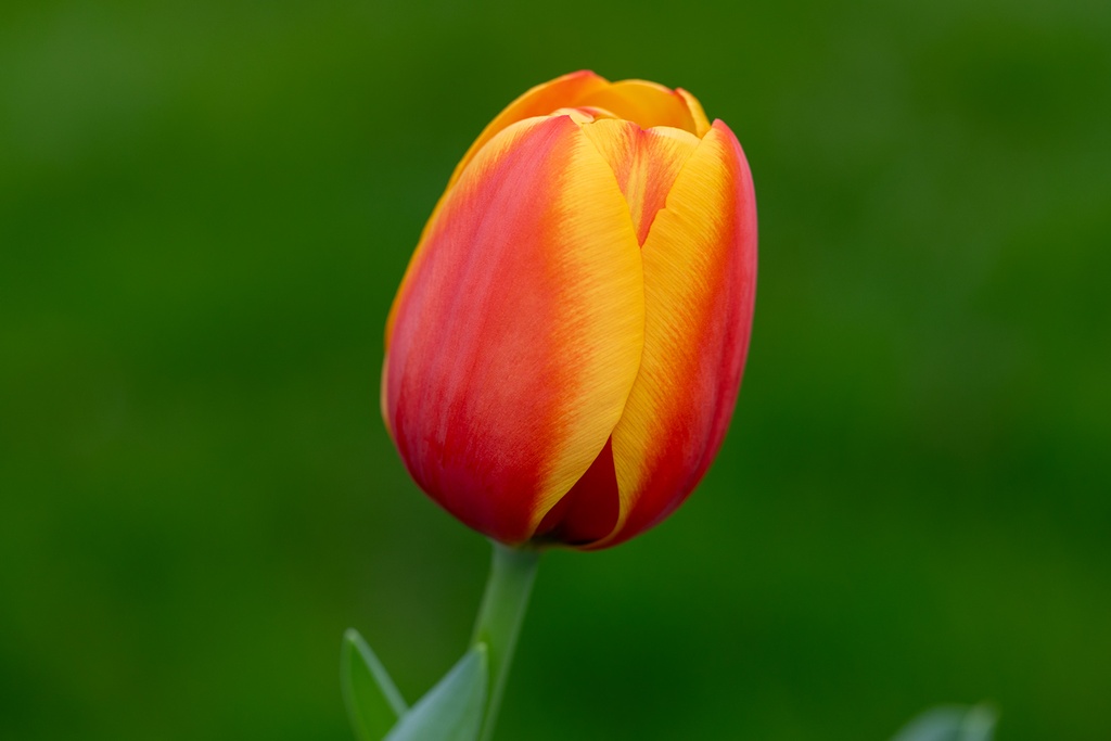 Tulipe, Tornade de feu