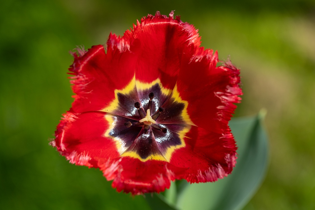 Tulipe, Supernova