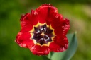 Tulipe, Supernova