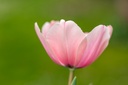 Tulipe, Doux baiser