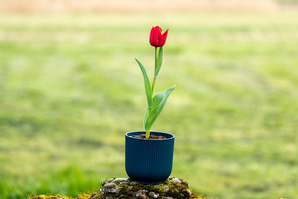 Tulipe, Couronne rouge