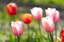 Tulipes, Mélange à croissance allongée