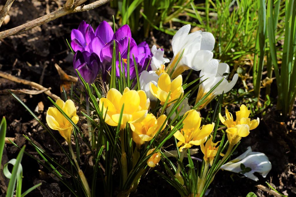 Crocus, Mélange De Couleurs