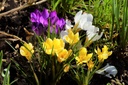 Crocus, Mélange De Couleurs