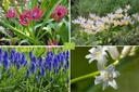 Mélange De Bulbes Pour Abeilles, Bain De Soleil