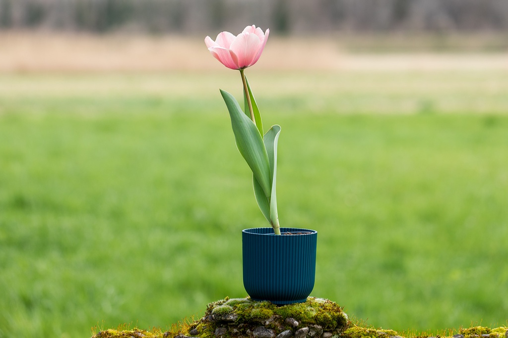 Tulip, Sweet Kiss