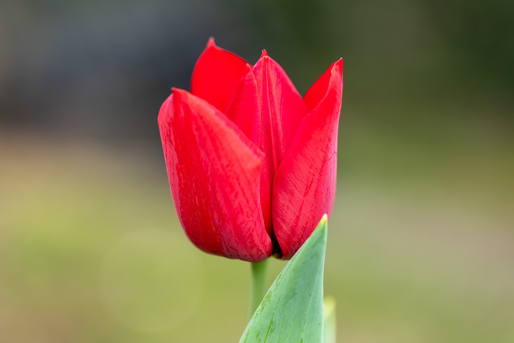 Tulip, Red Crown