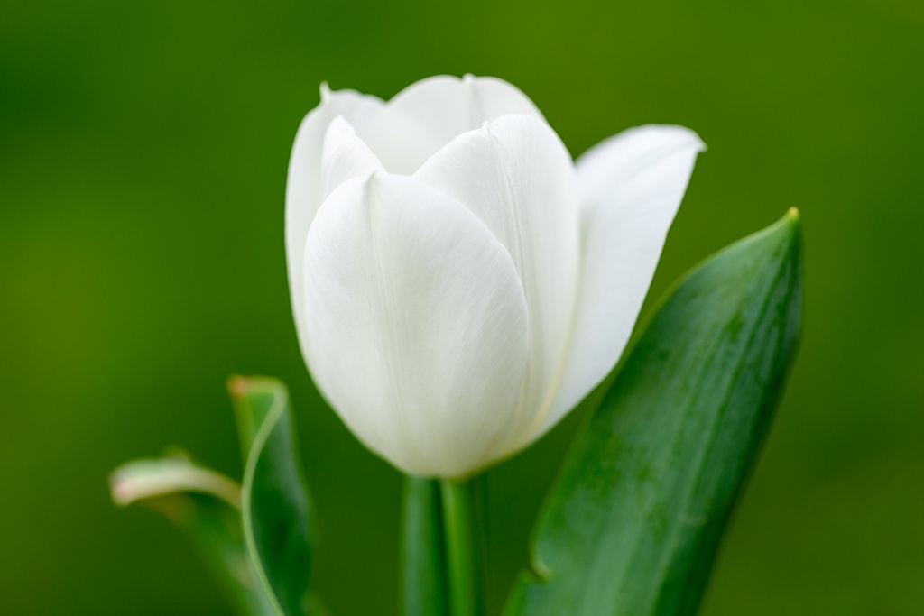 Tulpe, Weisses Kleid