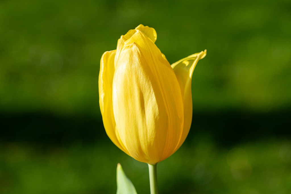 Tulip, Golden