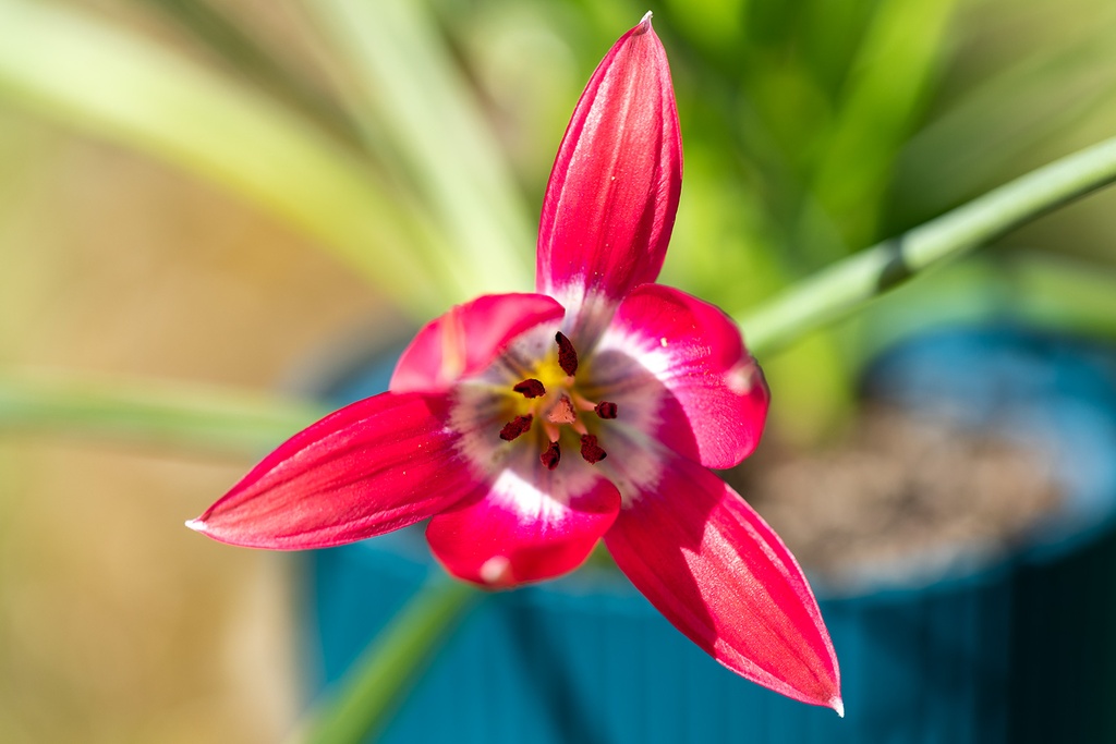 Tulpe, Rosa Freude