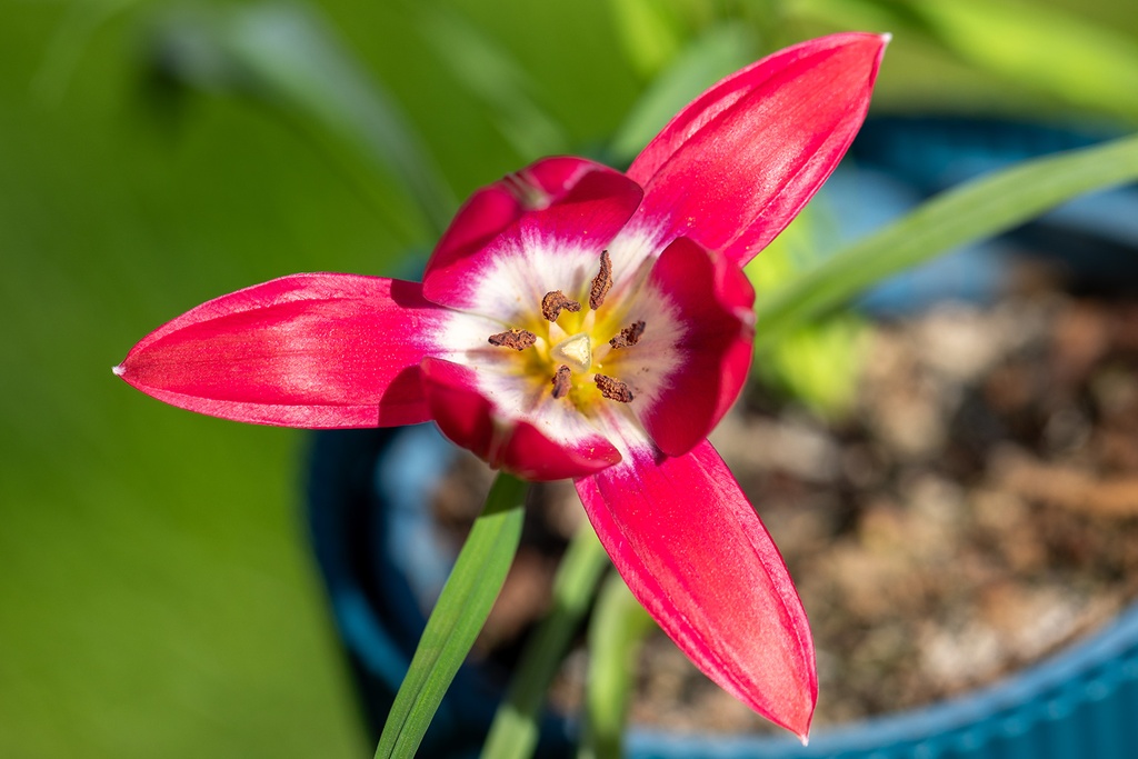 Tulipe, Rose Éclatante