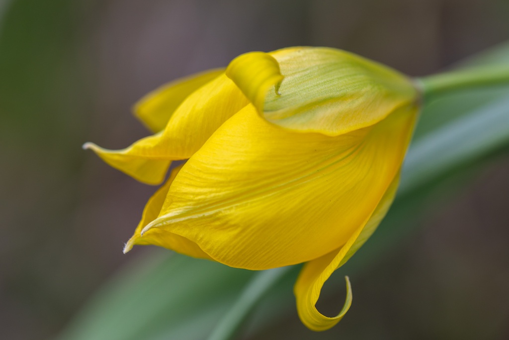 Wild Tulip, Yellow Prairie