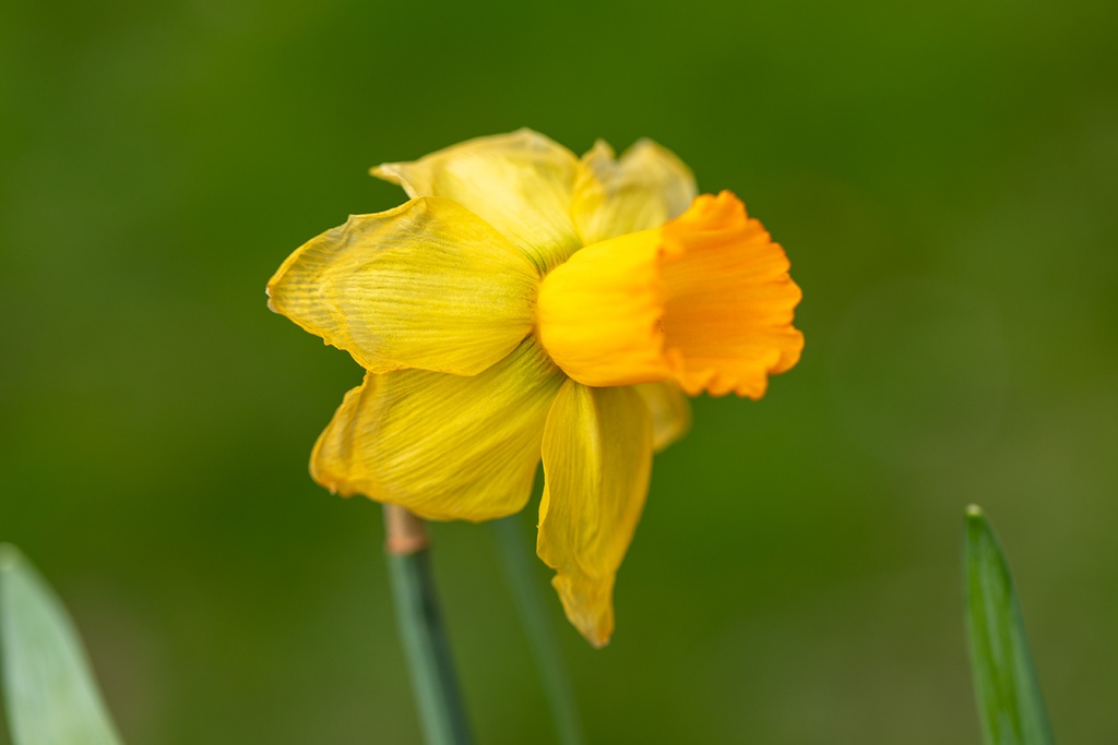 Narciso, Ballerina