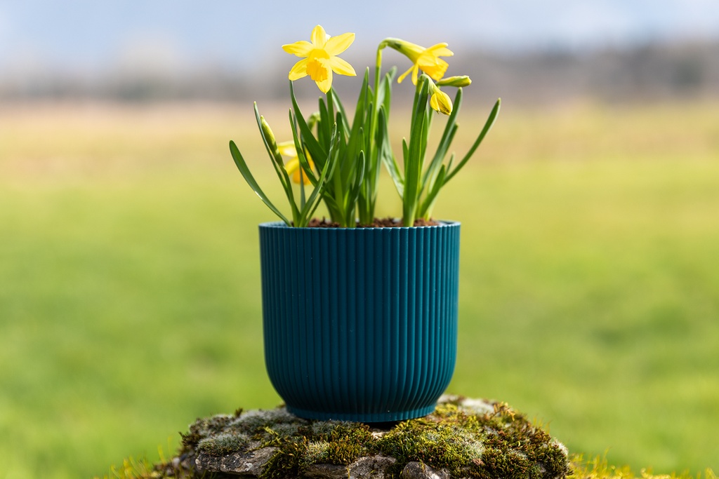 Narciso, Mini Giallo