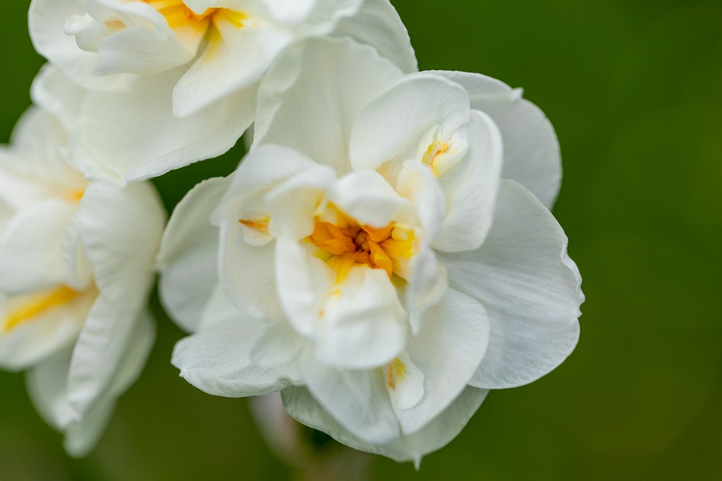 Narciso, Nougat