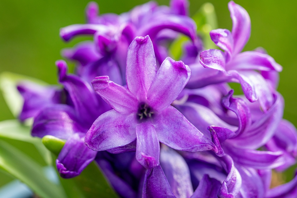 Hyacinth, Coral