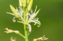 Camassia, Stella d'Avorio