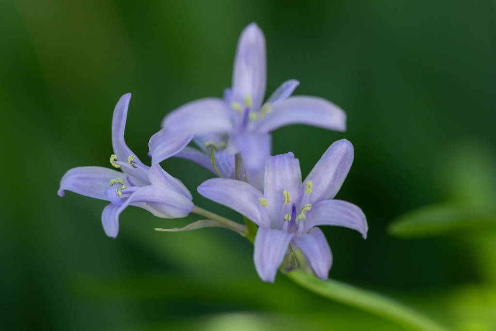 Jacinthe D'Espagne, Violet