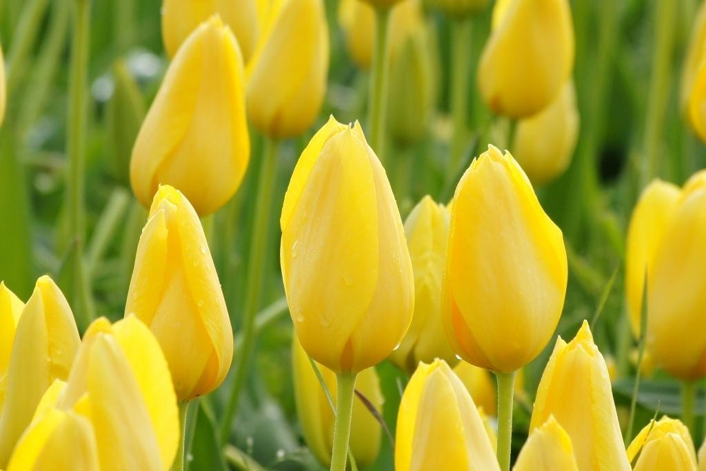Tulipe, Muscadet