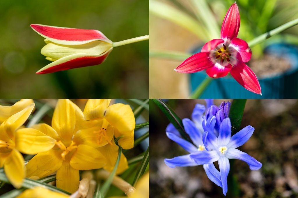 Bulb Mix, Perennial Meadow