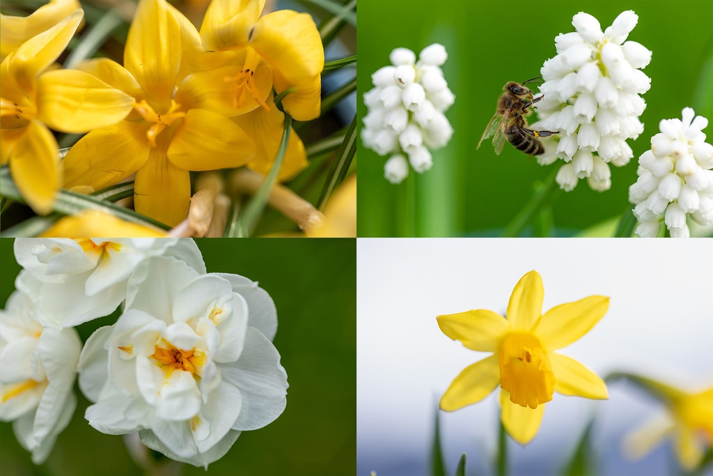 Blumenzwiebel-Mischung Für Bienen, Königlicher Aperitif