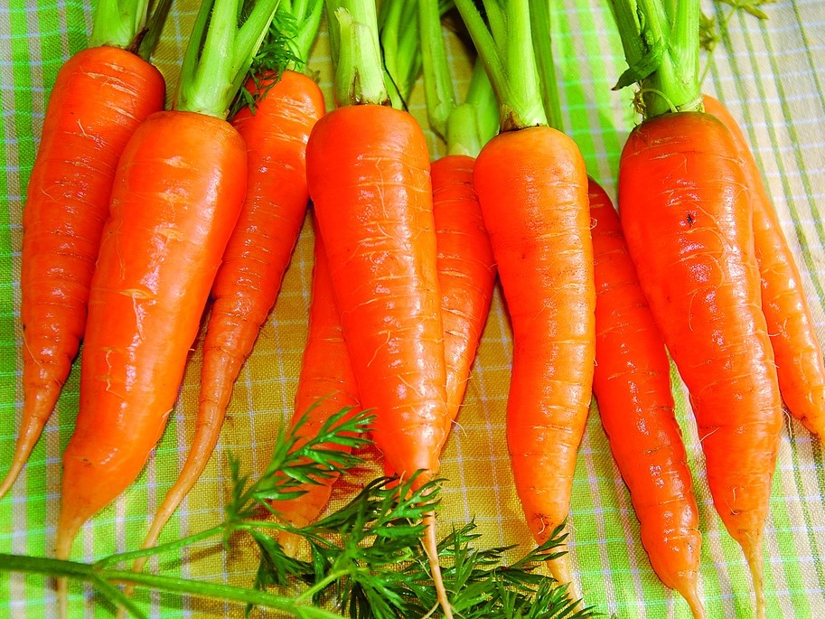 All vegetable seeds / Carrots / Early carrots