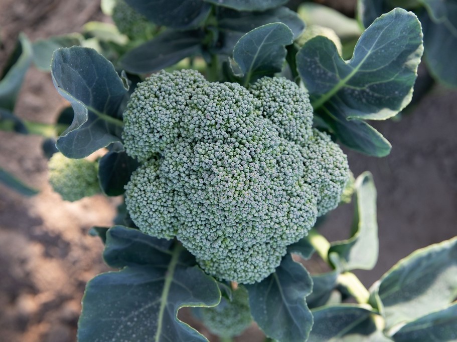 All vegetable seeds / Brassicas / Broccoli