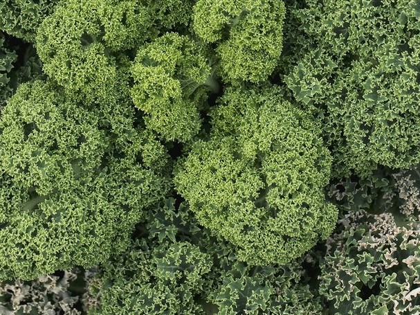 Alle Gemüsesamen / Kohlgewächse / Federkohl, Grünkohl, Palmkohl, Kale