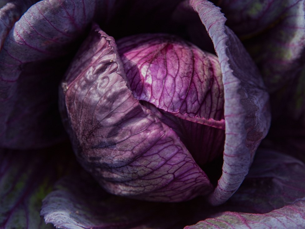 Tuti gli semi di ortaggi / Brassica / Cavolo viola