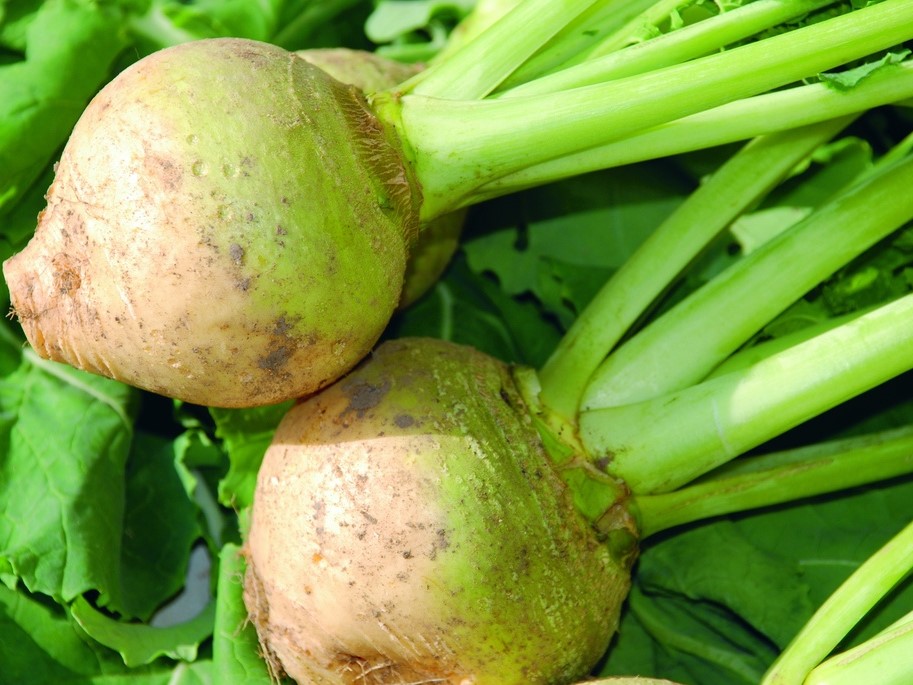 Tuti gli semi di ortaggi / Brassica / Rapa, Rutabaga / Rapa, Rutabaga