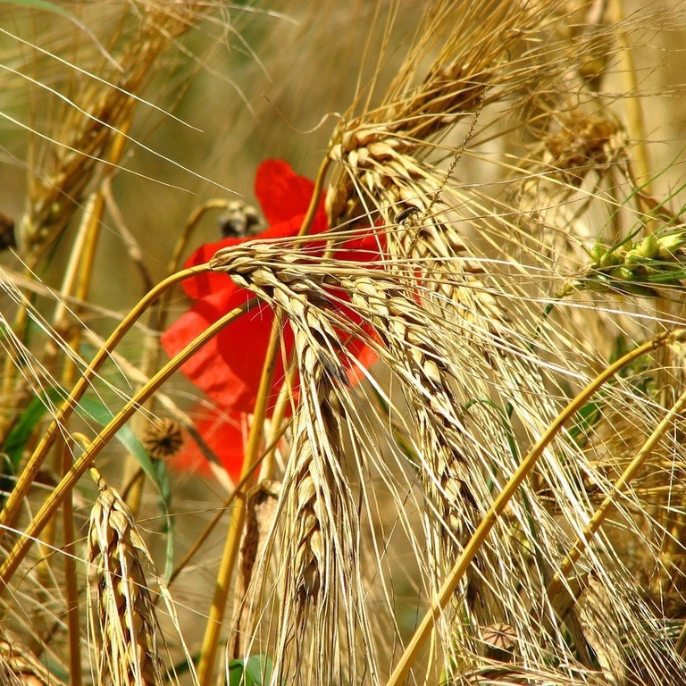 All cereal seeds / rye