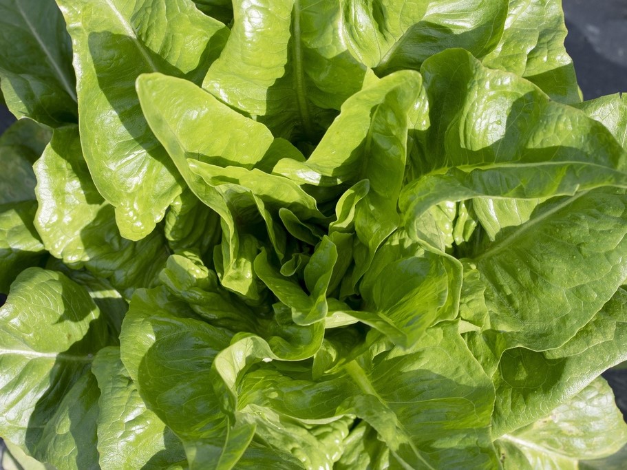 Tuti gli semi di ortaggi / Insalate / Lattughe a cappuccio, Insalate a cappuccio