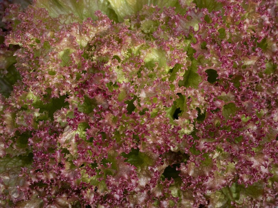 Alle Gemüsesamen / Salate / Eichblattsalat, Lattughino