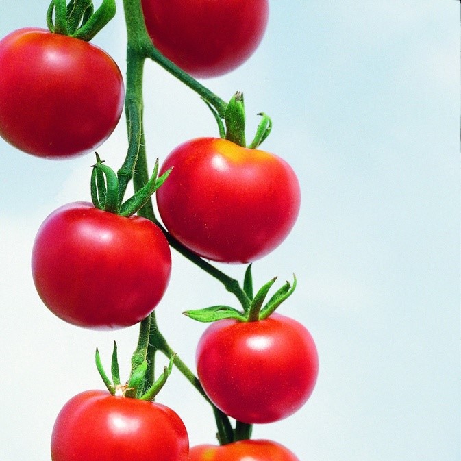 Tous les légumes / Tomates / Tomates mini