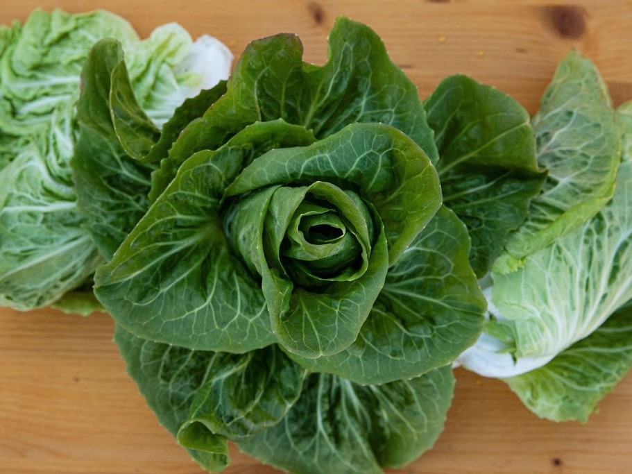 All vegetable seeds / Chicory / Head chicory