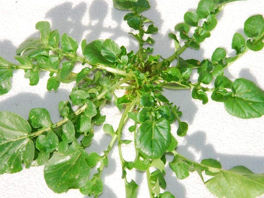 All herb seeds / Winter cress, Cress, Early yellow rocket