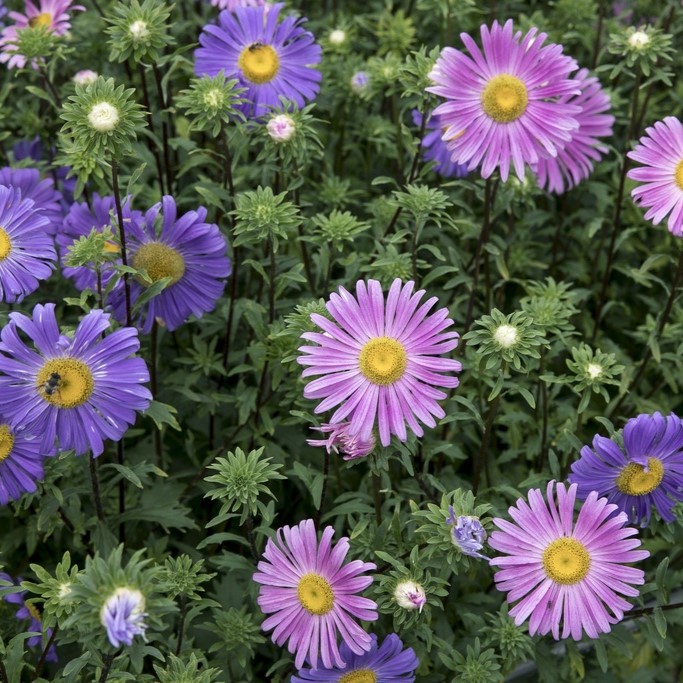 All flowers / Aster