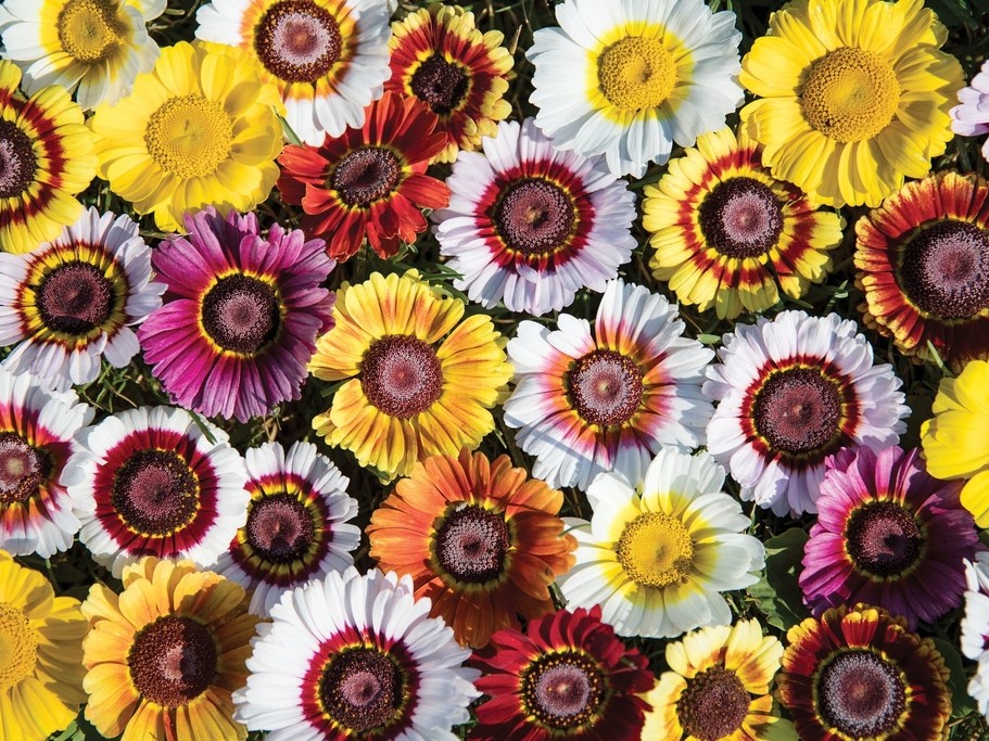 Toutes les fleurs / Marguerites / Chrysanthèmes à carène, Marguerites d'été