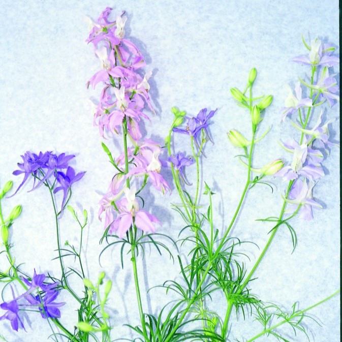 All flowers / Delphinium, Larkspur, Annual larkspur, Giant larkspur, Rocket larkspur