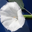 Tuti gli semi di fiori / Brugmansia / Brugmansia