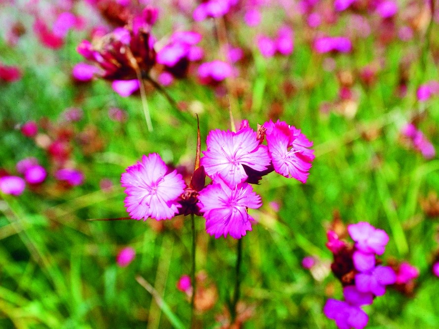 All flowers / Carnation, Dianthus / Cartusian pink