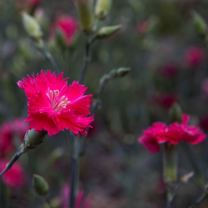 Alle Blumensamen / Nelken / Landnelke, Edel-Nelke