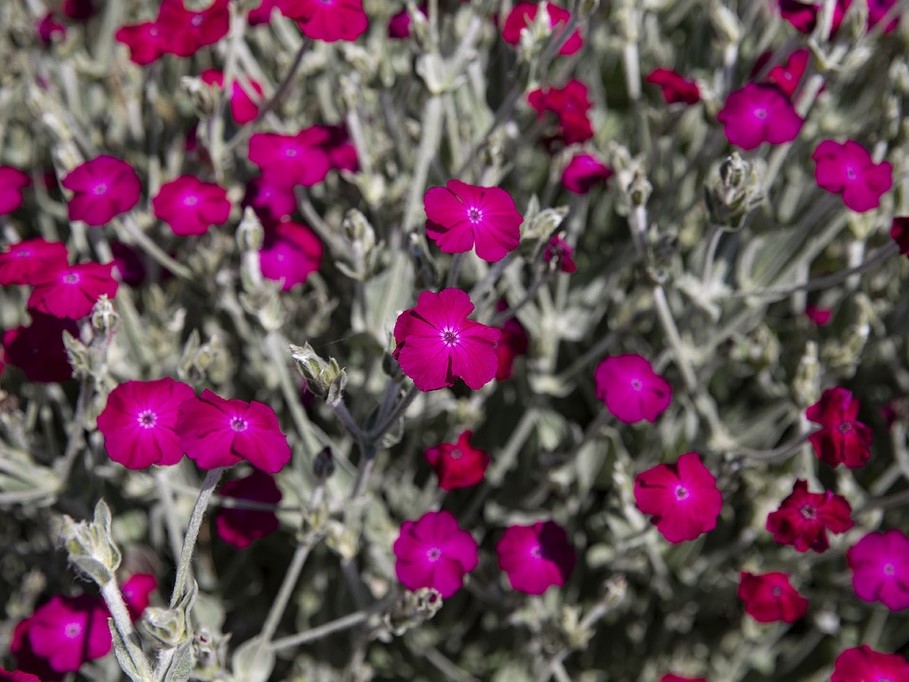 All flowers / Carnation, Dianthus / Maltese cross, scarlet lightning, catchfly