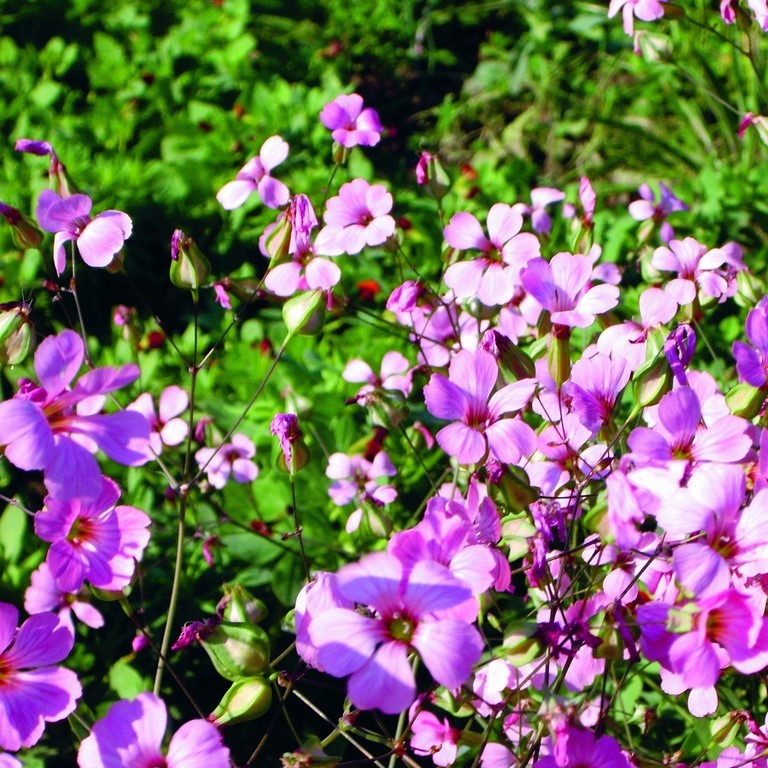 Tuti gli semi di fiori / Garofano dei poeti / Vaccaria