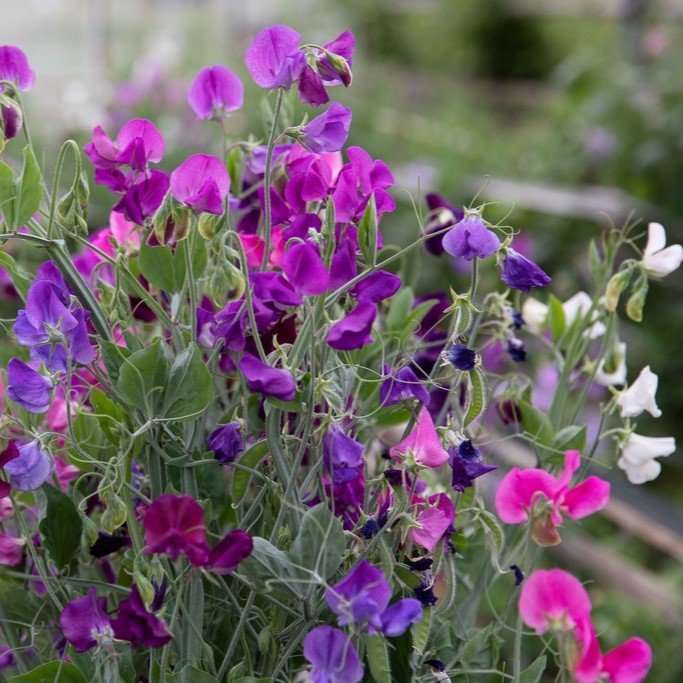 All flowers / Sweet pea, Fragrant vetch