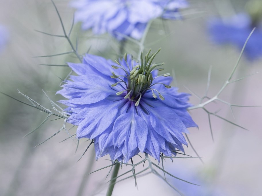 Alle Blumensamen / Nigella / Jungfer im Grünen