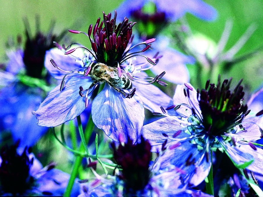 All flowers / Nigella, Love-in-a-mist / Nigella, Spanish maid