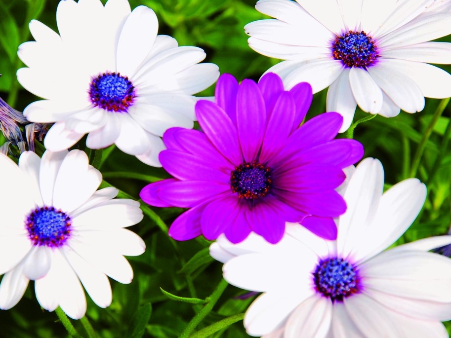 All flowers / African daisy, cape marigold