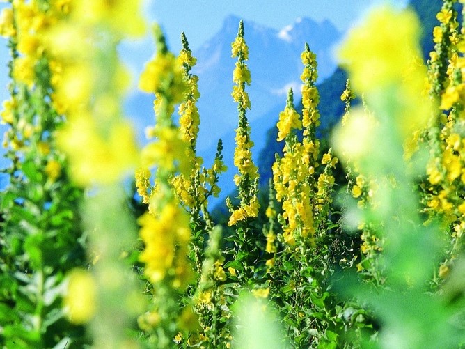 All flowers / Mullein / Denseflower mullein