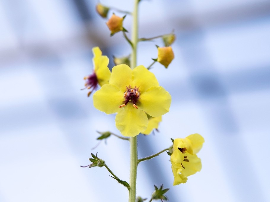 All flowers / Mullein / Moth mullein